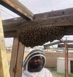 Bee Control Oakland, Park, Florida