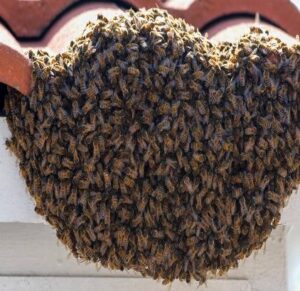 FAQs about Bee Removal: Essential Information