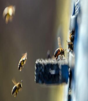 Professional Bee Removal Near Me
