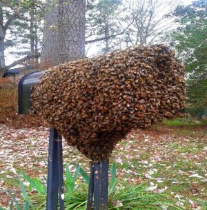Techniques for Humanely Eliminating Bees
