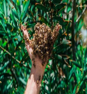 The Importance of Live Bee Removal