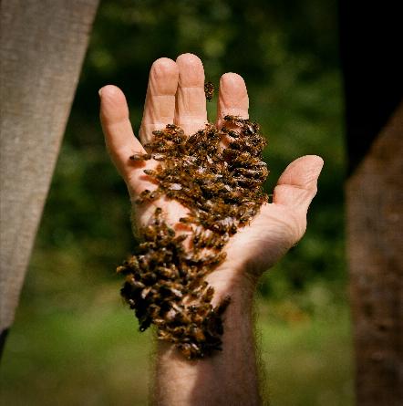 Bee Removal Services